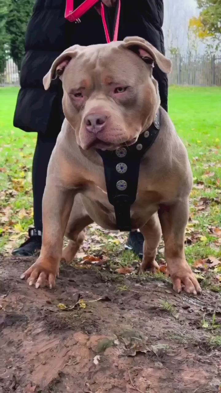 ''Bijou'' harness Black & Blue for big dogs